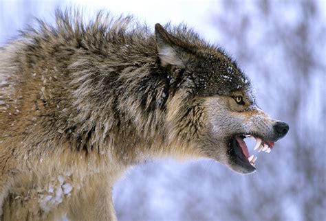 Snarling Wolf Side View