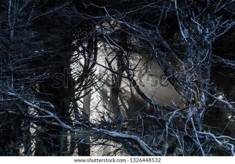 Naked Tree Branches Forest Beam Morning Stock Photo 1326448532 Shutterstock