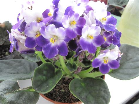 Фиалка эмердженси фото и описание