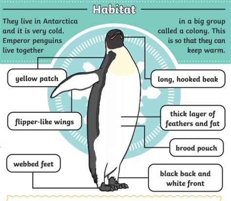 What is an Emperor Penguin? – Emperor Penguin Facts for Kids