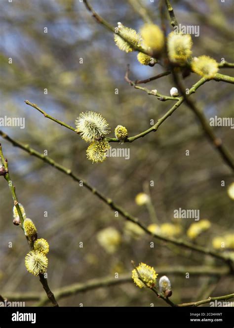 Pussy Willow Catkins Of The Goat Willow Or Goat Sallow Salix Caprea Tree In Spring England