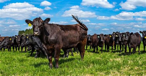 Turning Kazakhstan Into A Beef Producing Machine The American Way