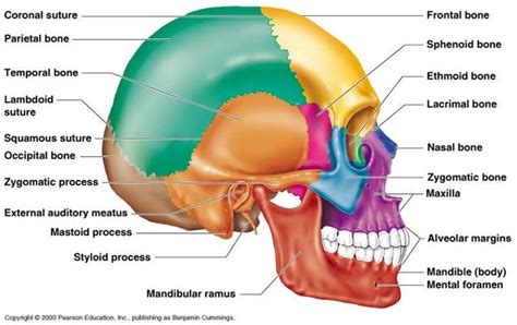 Resultado De Imagen De Cavidad Craneal Huesos Sch Del Anatomie