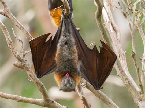 Cute Fruit Bat Flying