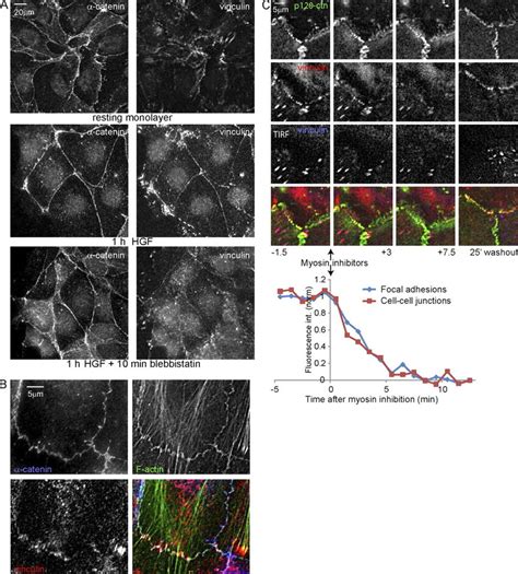 vinculin  recruited  active cellcell junctions