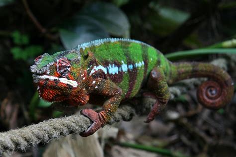 Panther Chameleon Facts, Habitat, Diet, Life Cycle, Baby, Pictures