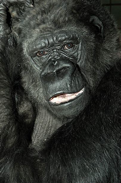 30+ Laughing Gorilla Photos Stock Photos, Pictures & Royalty-Free Images - iStock