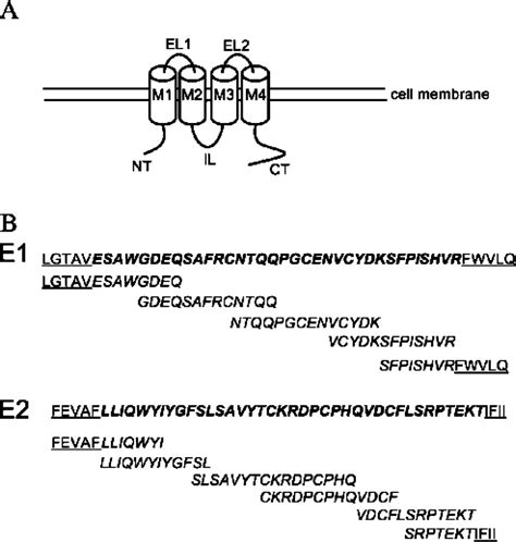 (A) Schematic of a connexin molecule showing the N-terminal region ...