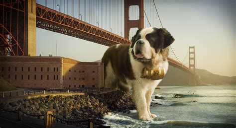 Сенбернар в Сан-Франциско - обои для рабочего стола, картинки, фото