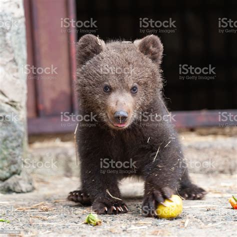 Cute Baby Brown Bear In Zoo Bear Stands And Looks At The Camera Stock