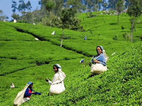 Sudden Lockout In Assam Tea Garden 500 Workers In Agitation