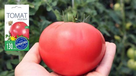 Томат Медовый. Самый сладкий вкус — Ботаничка