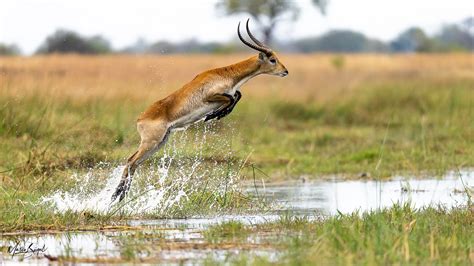 red lechwe aus dem okavango delta foto bild tiere wildlife