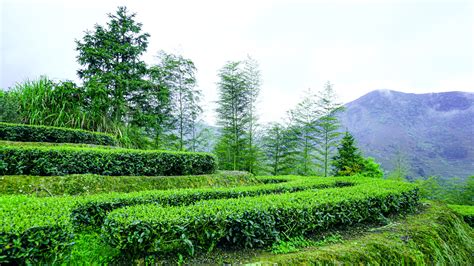 Background Material Latar Belakang Kebun Teh Ekologi Hijau Tanah Pedesaan, Hijau, Ekologi, Kebun ...