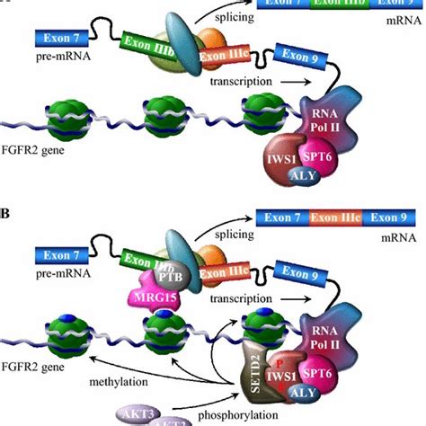 Pdf The Determinants Of Alternative Rna Splicing In Human Cells