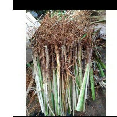 Jual Rumput Vetiver Akar Wangi Rumput Anti Longsor Rumput Penahan