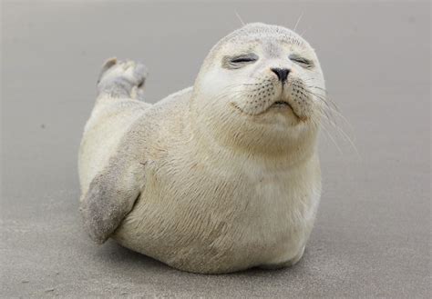 texel verhoeven