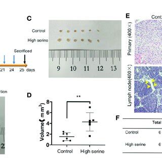 Cancer Metastasis Analysis In Nude Mice A The Schematic Of Time