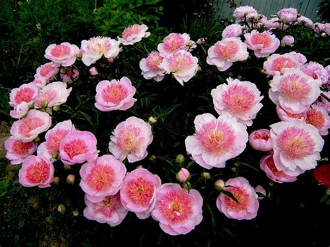 Виды пионов