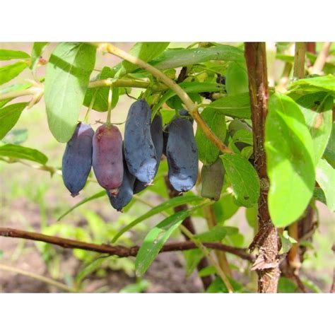 Жимолость Камчадалка купить в Москве саженцы из питомника Greenpoint24