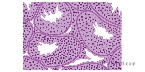 germinal epithelium science diagram male reproductive system secondary