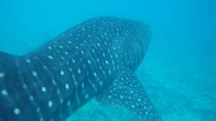 Food Chain - Whale Sharks