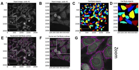 Sn4741 Cells Bioz Ratings For Life Science Research