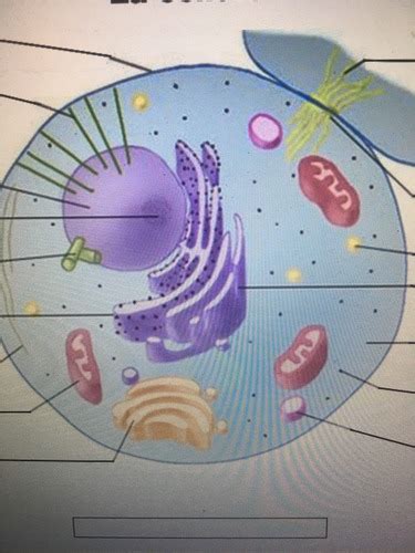 La Cellule Eucaryote Cartes Quizlet