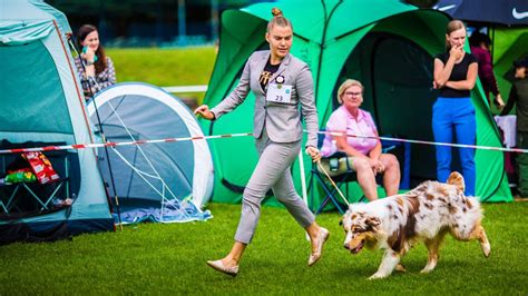 Psie piękności na gorlickim stadionie Trwa wystawa psów FOTO