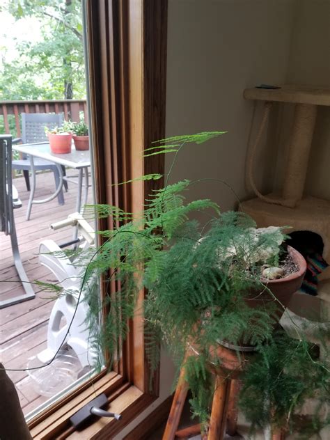 Best way to get a start off an Asperagus Fern? Mines getting big : r