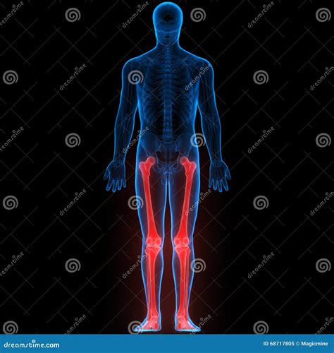 Human Body Joint Bone Pains Stock Illustration - Illustration of bone