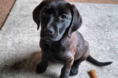 cane corso lab mix  hybrid puppy   sweep    feet