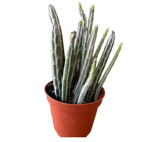 Senecio Stapeliiformis