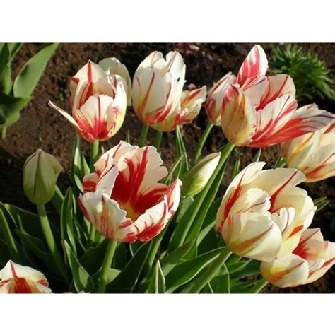 Купить Тюльпан Carnaval de Rio (Карнавал де Рио) Цена, фото, описание ...