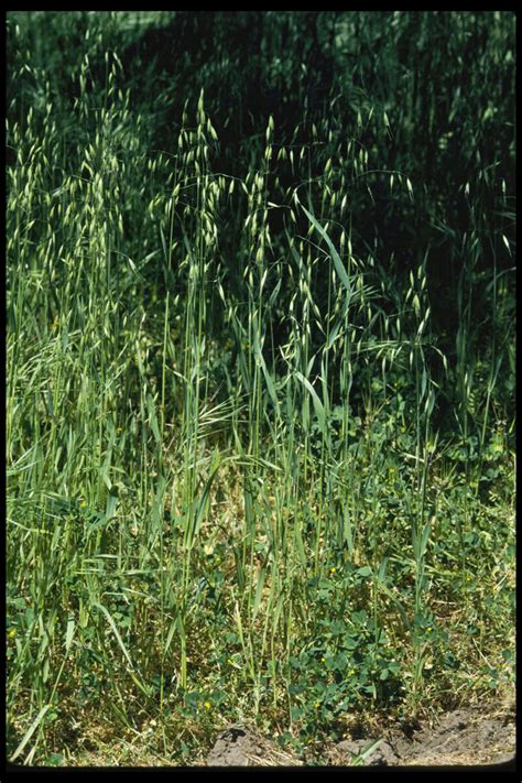 Wild Oat Sare
