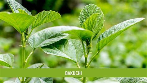 Bakuchi : Health Benefits, Uses, Dosage and Side Effects