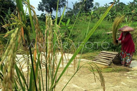 Optimalkan Serapan Gabah Petani Antara Foto