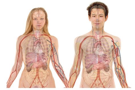 Innere Organe Des Menschen Inf Inet