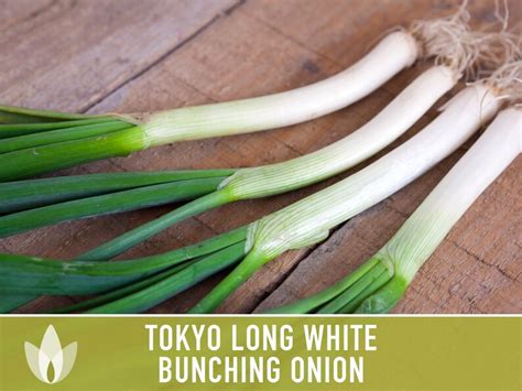 Tokyo Long White Bunching Onion Heirloom Seeds Etsy