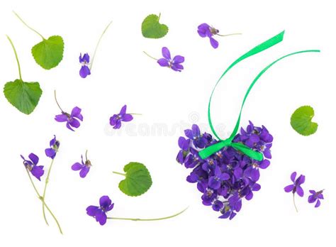 Hoja Verde Y Flores De Madera Violeta Viola Odorata Aislado Sobre Fondo