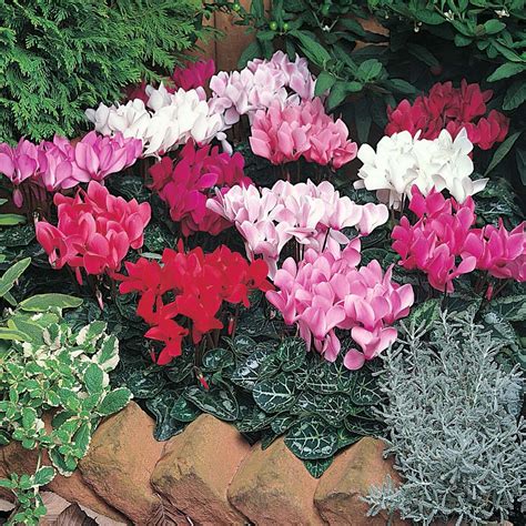 plants flowers cyclamen persicum