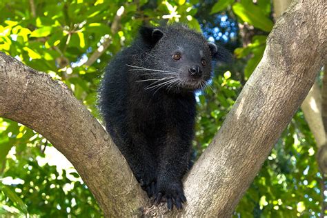 Binturong | San Diego Zoo Animals & Plants