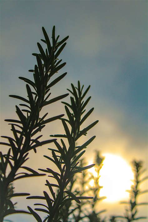 Sunny Rosemary Photograph By Windy Craig Pixels