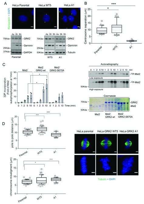 Proper centrosome separation in the G2 and chromosome alignment depends ...