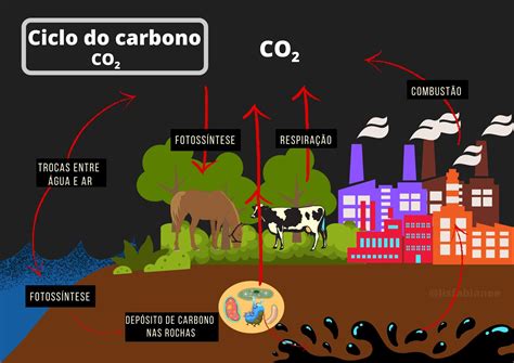 Mapa Mental Do Ciclo Do Carbono - RETOEDU
