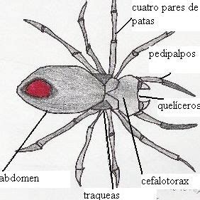 Los Ar Cnidos Enciclopedia Joskat