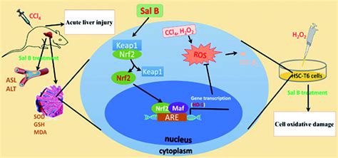 Salvianolic Acid B Exerts A Protective Effect In Acute Liver Injury By