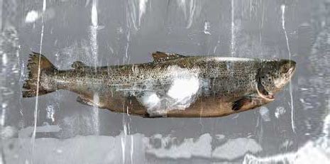 "Страна Лосося " - рыба холодного копчения в Одинцово. Интернет магазин ...