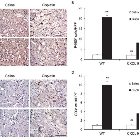 Cxcl Deficiency Protects Tubular Epithelial Cells From Apoptosis In