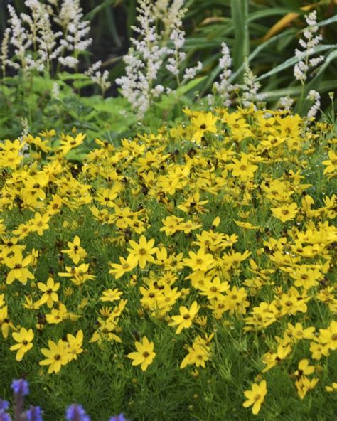 Coreopsis verticillata ‘Zagreb’ | James Greenhouses - perennial plugs ...